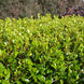 Griselinia littoralis 'Canterbury Red'