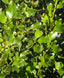 Griselinia littoralis, Broadleaf