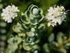 Veronica sutherlandii