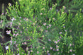Veronica cupressoides