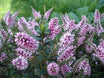 Veronica 'Garden Beauty'