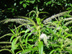 Veronica stricta