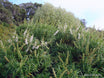 Hebe salicifolia 'Snowdrift'
