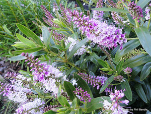 Veronica 'Icing Sugar'
