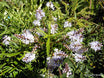 Veronica 'Lavender Lace'