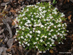 Veronica odora