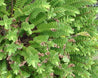 Veronica 'Wiri Cloud'