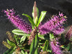 Veronica 'Wiri Prince'