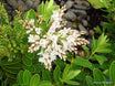 Veronica 'Wiri Mist'