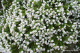 Veronica elliptica