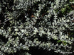 Veronica pimeleoides 'Quicksilver'