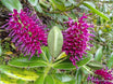 Hebe speciosa