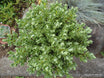 Veronica topiaria