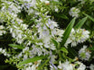 Veronica townsonii