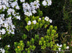 Veronica venustula