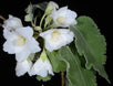 Hoheria lyallii