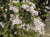 Kunzea robusta