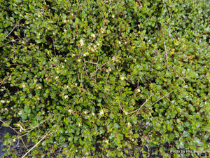 Muehlenbeckia axillaris