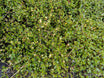 Muehlenbeckia axillaris