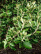 Olearia traversii