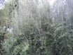 Olearia dartonii