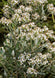 Olearia x haastii