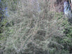 Olearia lineata