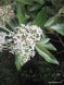 Olearia avicenniifolia