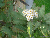 Olearia macrodonta