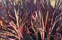 Phormium tenax Purple