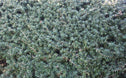 Podocarpus totara 'Matapouri Blue'
