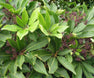 Pseudopanax arboreus