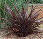 Phormium cookianum Purple