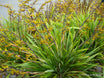 Phormium cookianum