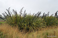 Phormium tenax