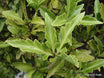 Phyllocladus alpinus