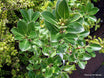 Pittosporum 'Stephens Island'