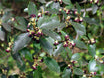 Pittosporum colensoi