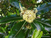 Pittosporum eugenioides