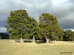 Podocarpus totara