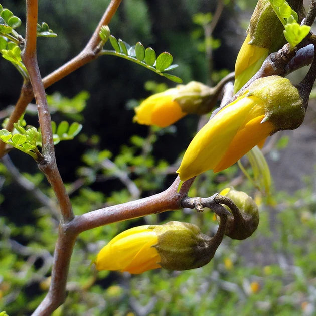 category-image