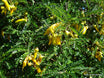Sophora microphylla