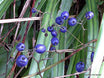 Dianella nigra