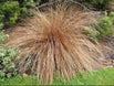 Carex buchananii