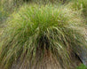 Carex secta