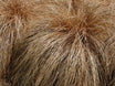 Carex comans 'Bronze'