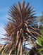Cordyline australis 'Purpurea'