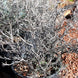 Corokia 'Little Prince'
