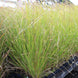 Carex virgata