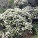 Veronica brachysiphon